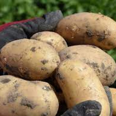 Aardappelen - Levante biologisch