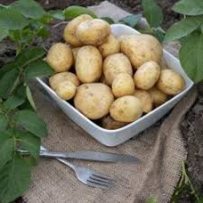 Aardappelen - Twister biologisch